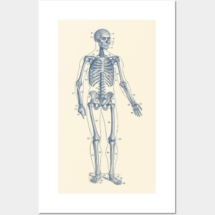 Forward Facing Skeletal Diagram - Vintage Anatomy Poster Posters and Art